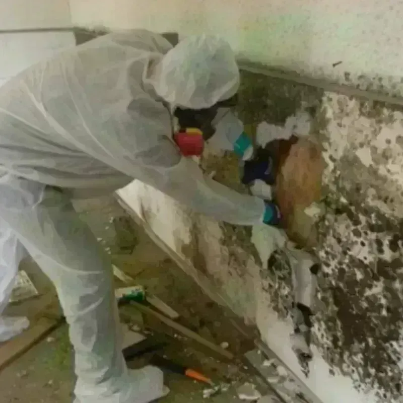 Mold Remediation and Removal in Curwensville, PA